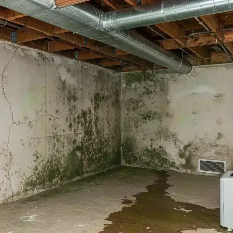 Professional Mold Removal in Gilcrest, CO